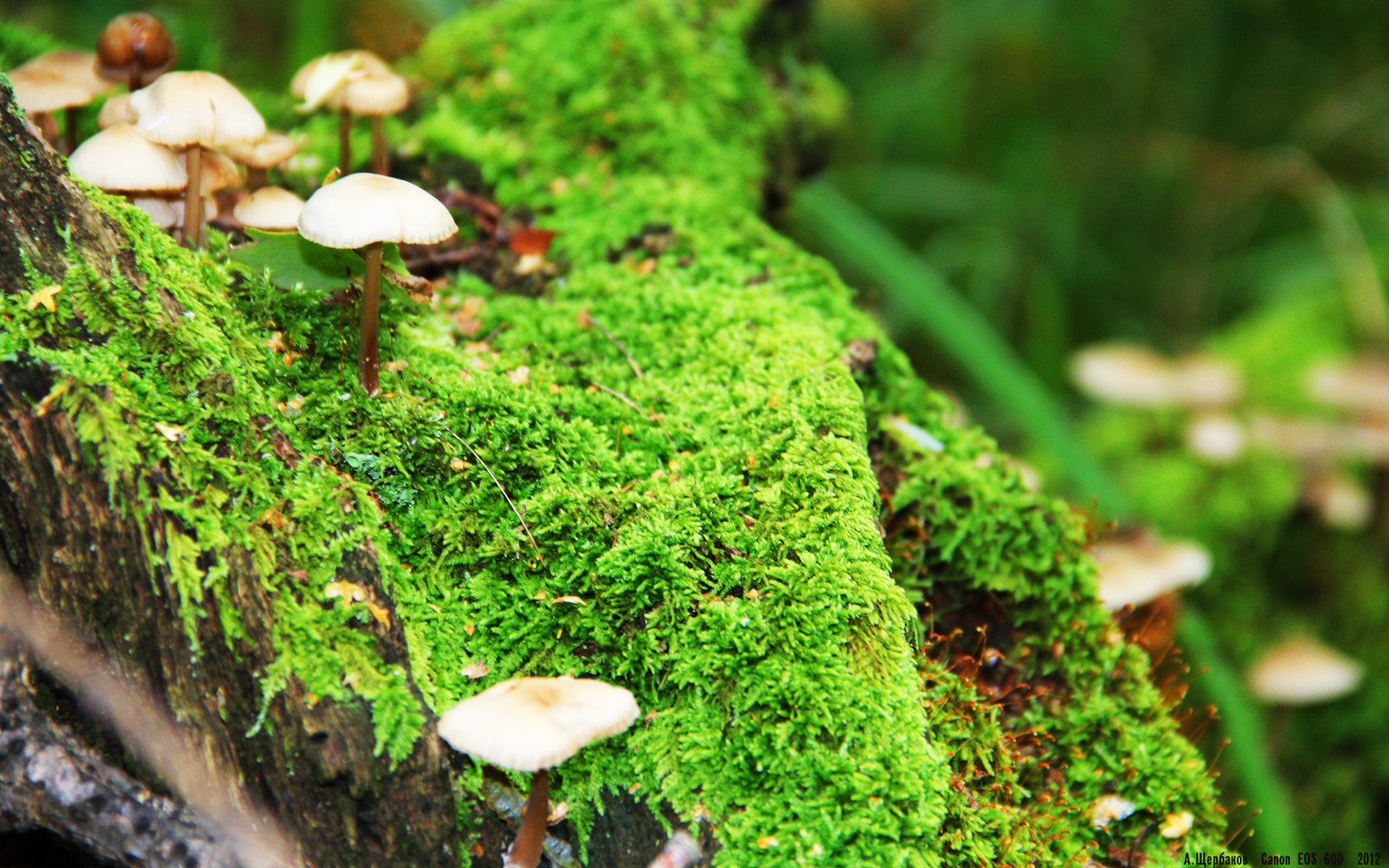 熊猫体育app下载-赛事赞助模式创新多样，赛事赞助商