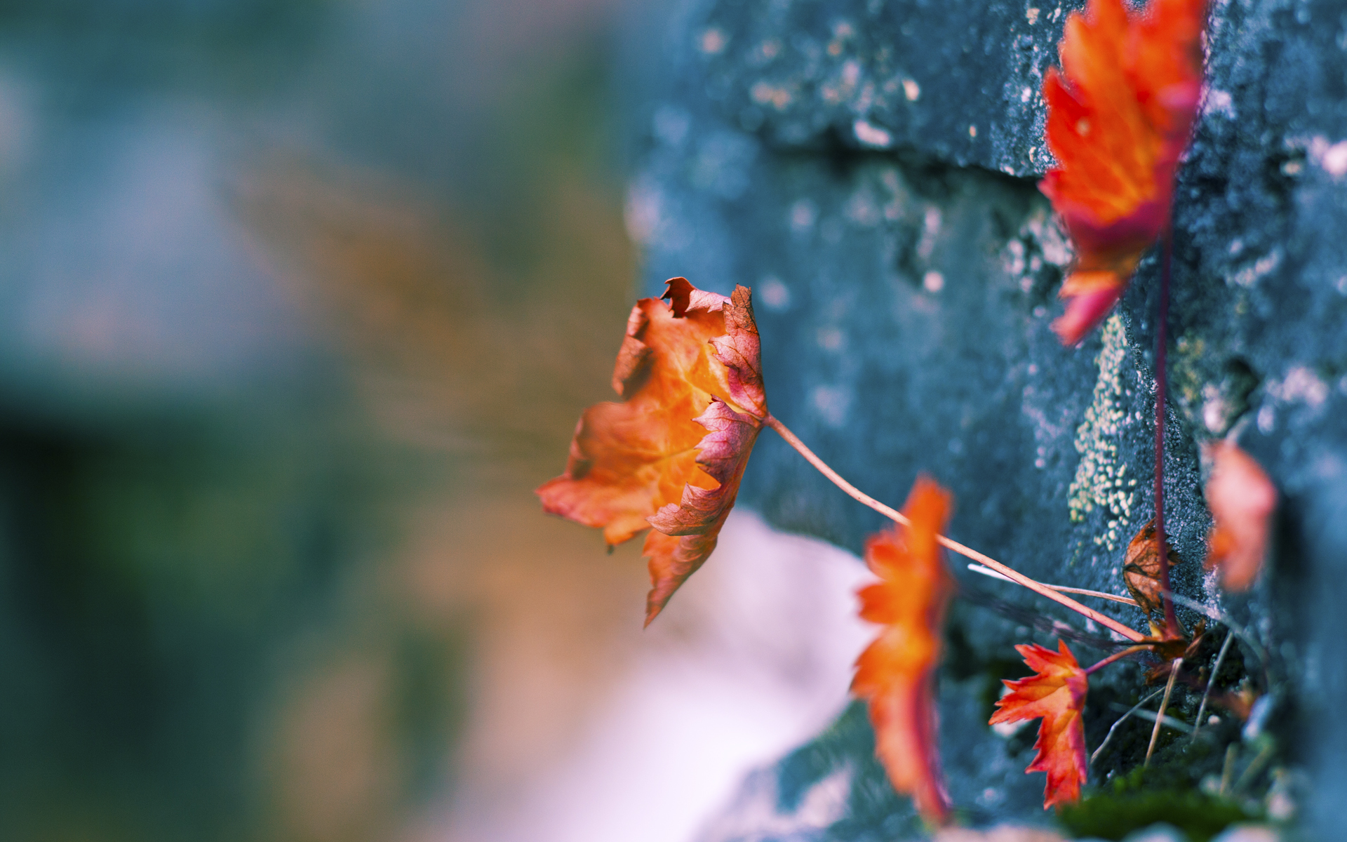 英超最后一搏：逆境搏斗，传奇由此开启，英超最后一名能拿多少转播钱