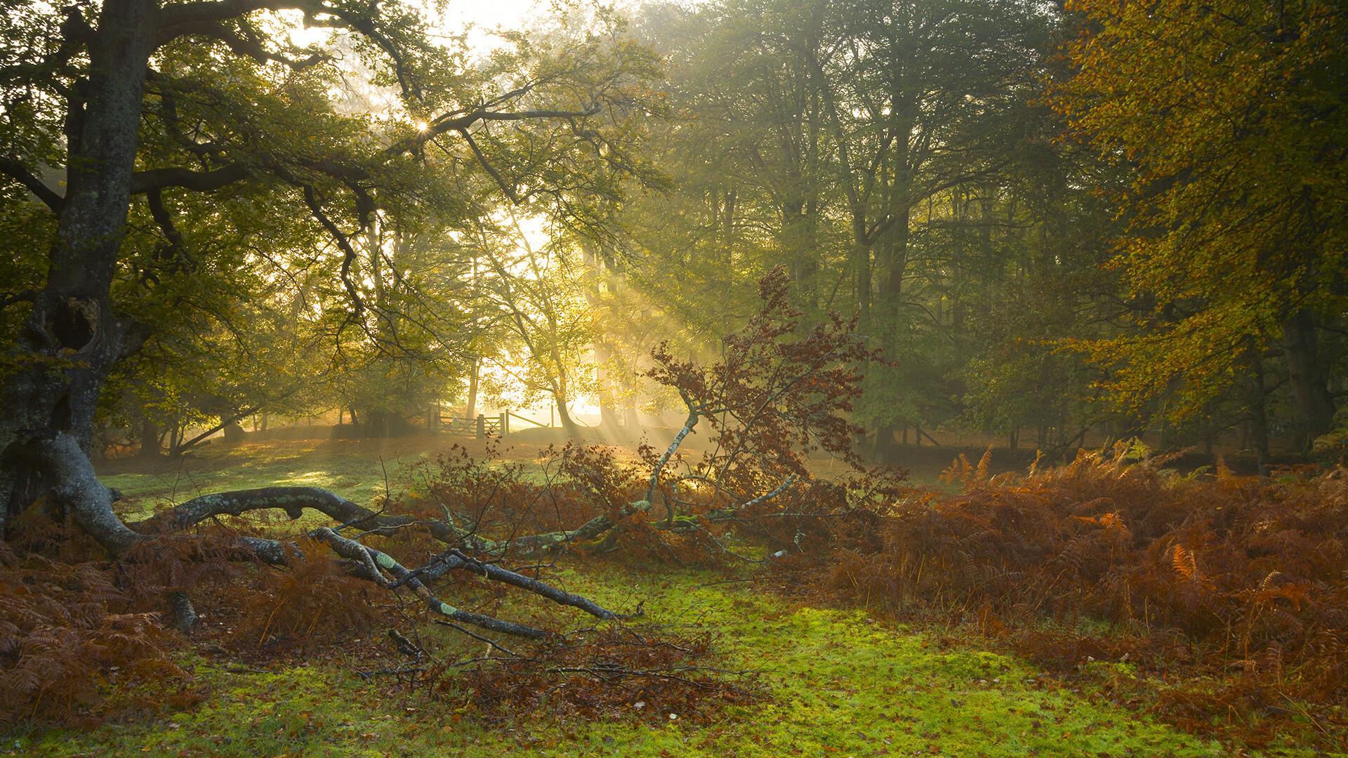 熊猫体育全站-西亚卡姆禁区强打展现全能进攻威胁，西亚卡姆最近