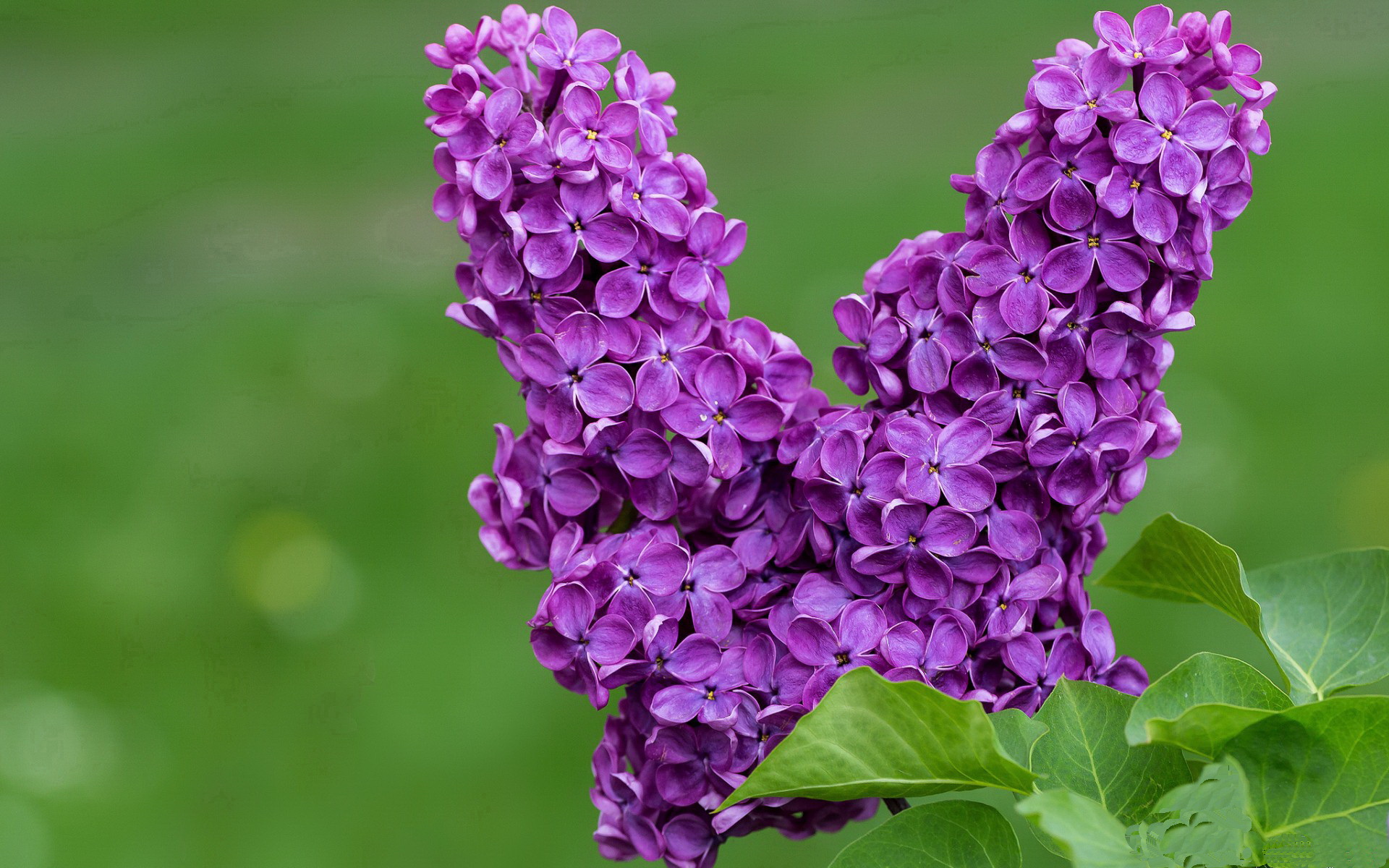 熊猫体育入口-阿根廷新一代崭露头角，国家队未来可期